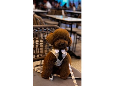 Sevimli Poodle Yavrularım