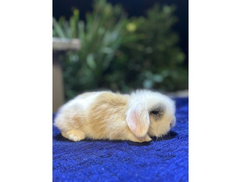 Safkan Yavru Tavşanlar Her Yere Gönderim