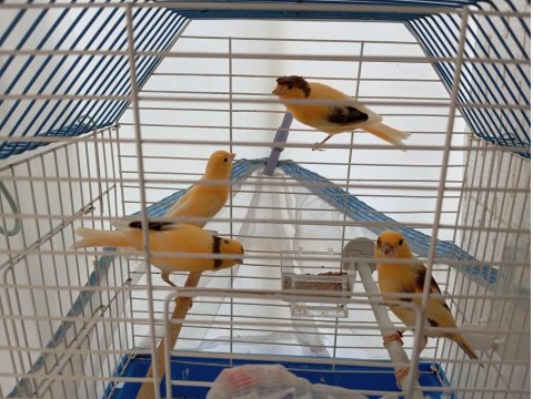 2025 Yavruları Kanaryalar Ve Annesi