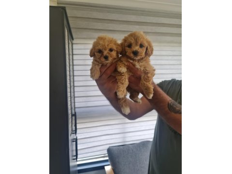 Minyatür Maltipoo Minnaklarım Teslime Hazır