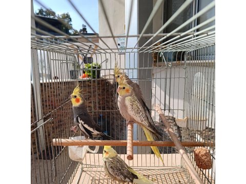 1 Erkek Yavru Sultan Papağanı