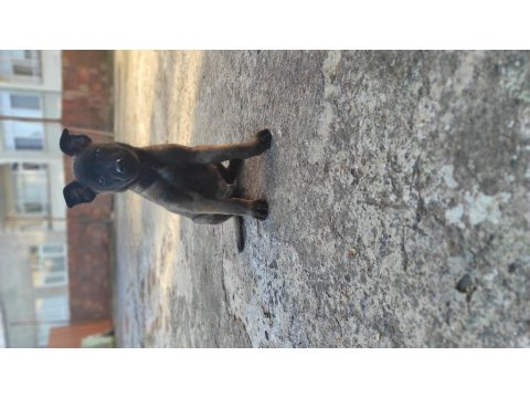 Koyu Renk Malinois Köpekler