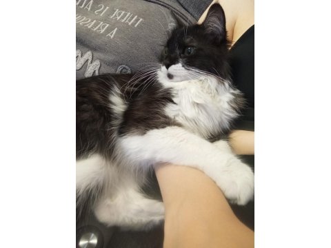 Maine Coon Kedimizi Sahiplendiriyoruz