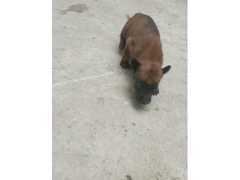 Belçika Kurdu Orjinal