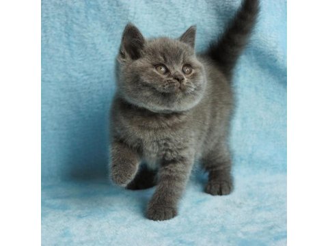 British Shorthair Sevimli Yavrular