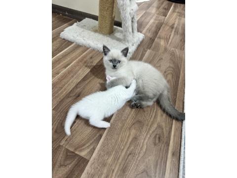Teslime Hazır British Shorthair Bebeklerim