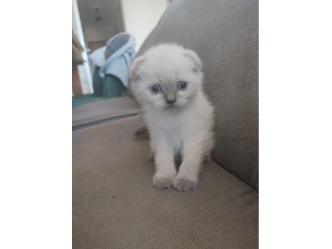 Yeni Yuvalarına Hazır Kediler