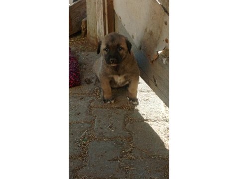 Orjinal Kangal Yavruları Sivas