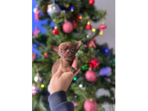 Mini Xs Elma Kafa Dişi Erkek Chihuahua Bebeklerimiz