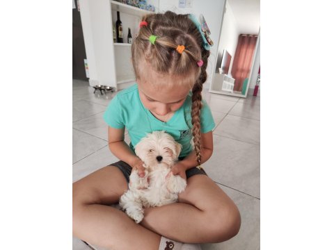 Maltese Terrier Yavrular Gelip Görerek Alabilirsiniz Adrese Teslimat Var