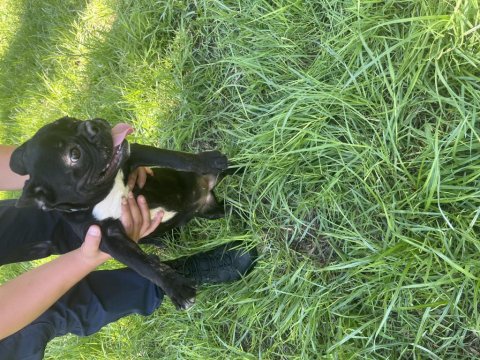 5 Aylık Uysal Yavru French Bulldog