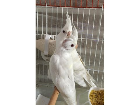 2025 A Kalite Erkek 40 Günlük Albino Saf Kan Sultan Papağanı