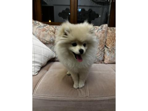 Pomeranian Boo 3 Aylık