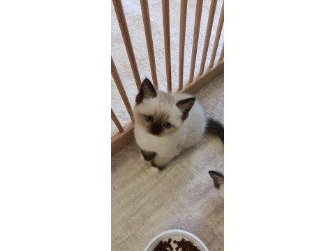 Minik Ragdoll Patilerimiz Sevgi Dolu Ailelerini Bekliyor