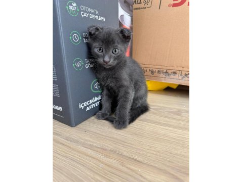 Güzel Kızımın Biricik Scottish Fold Yavruları