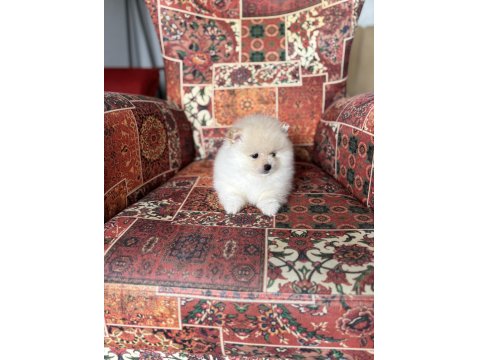 Pomeranian Boo Erkek