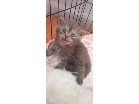 British İle Scottish Minnoş Kediler