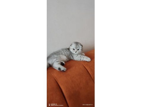 Scottish Fold Dişi