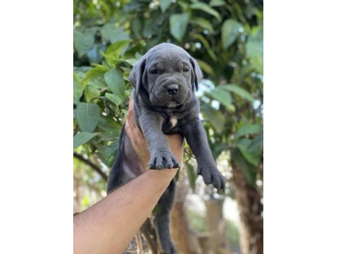 Sağlık Ve Irk Garantili Cane Corso Yavrularımız