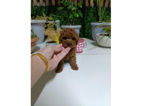 Tea Cup Boyutlarda Poodle Bebeklerimiz