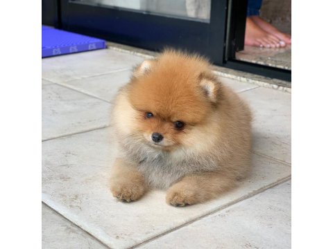 Pomeranian Boo Yavru Köpekler