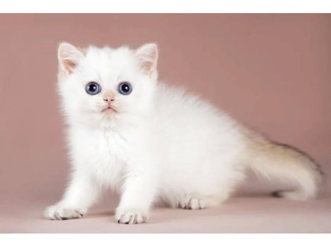 Plus Kalite Silver British Shorthair