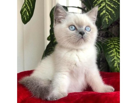British Shorthair Kedisi