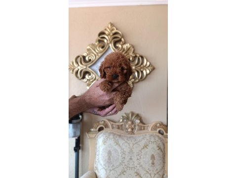 Sevimli Irk Toy Poodle