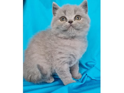 Scottish Yavrular Sahibinden