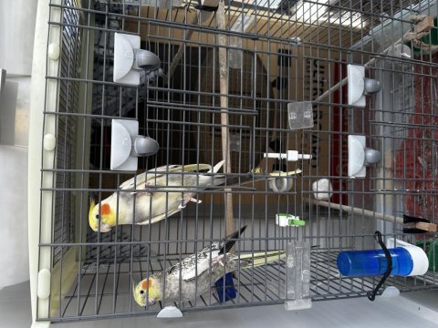 Takım Sultan Papağanı