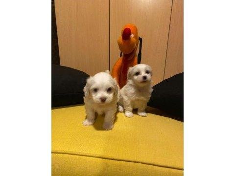 A Kalite Maltipoo Bebeklerimiz