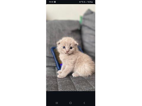 1 Aylık Scottish Straight Ve Scottish Fold Lilac