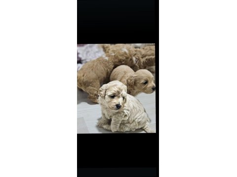 Rezerveye Açık Maltipoo Yavrularımız