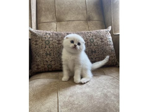 Irk Garantili Scottish Fold Shorthair Silver Bebeğimiz