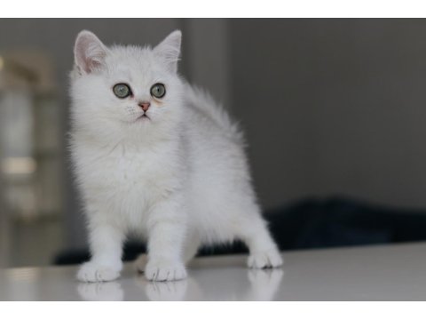 Full Şecereli Babadan Teslime Hazır Erkek Kedimiz