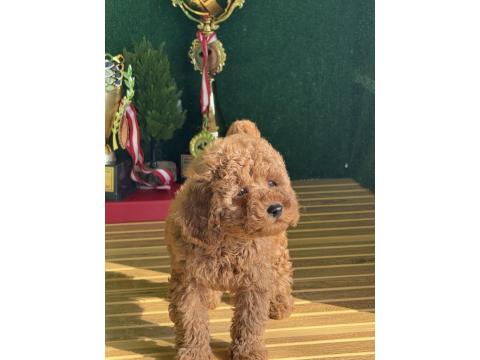 Toy Poodle Cinsi Bebekler