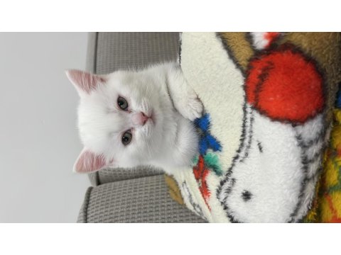 Dünya Tatlısı Beyaz British Shorthair (Teslime Hazır)