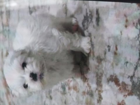 Şitsu 3 Aylık Erkek