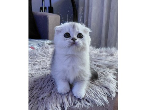 Şampiyon Atalardan Yavru Kediler