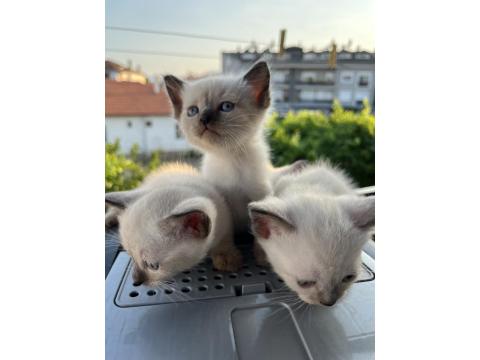 Uygun Fiyatlı Sevimli British Shorthair Yavrularım