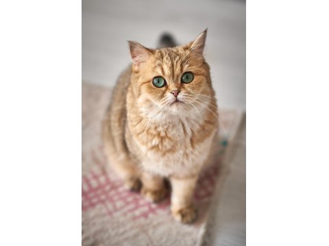 Bir Üreme Programı İçin Mükemmel Scottish Straight