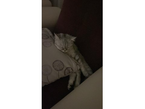 6 Aylık Dişi Kedimiz