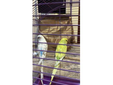 Çift Dişi Ve Erkek Muhabbet Kuşumuz