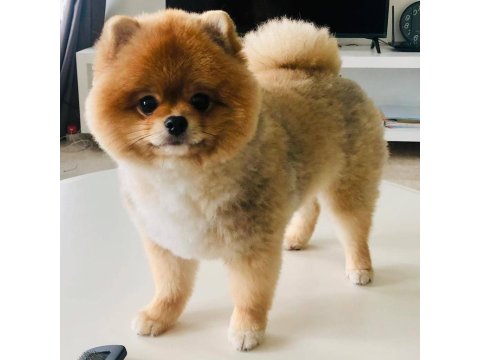 Ayı Surat Pomeranian Boo Yavruları