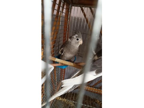 Yavru Sultan Papağanı