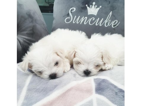 Vecihiden Safkan Bembeyaz Mini Maltese Bebekler