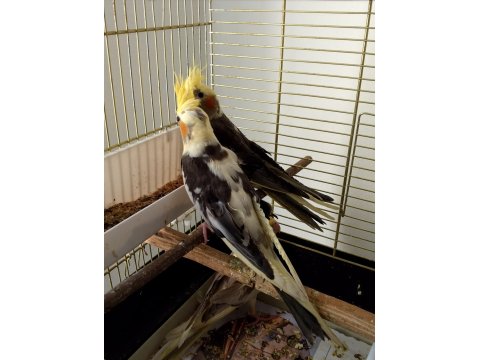 Yeni Yeme Düşmüş Sultan Papağanı Yavrular