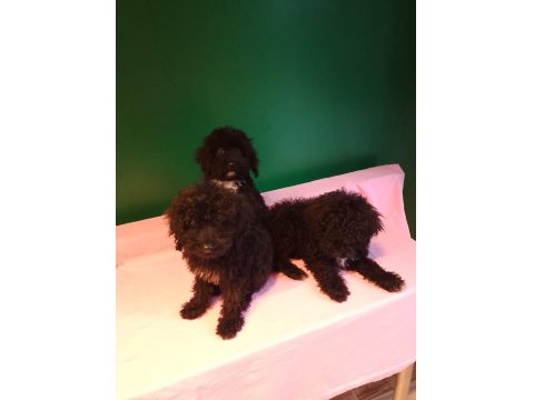 Siyah Toy Poodle Yavrularımız