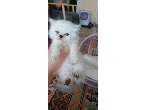 Anne Sütünden Kesilmek Üzere İran Kedisi (Persian)