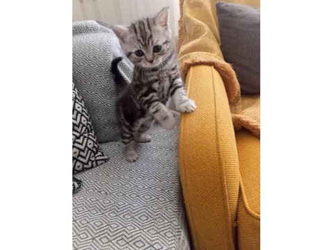 Sevimli Scottish Straight Yavrumuz Yeni Yuvasını Arıyor.